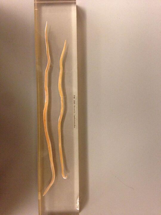 Nematodos