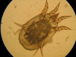 Marque en el microscopio