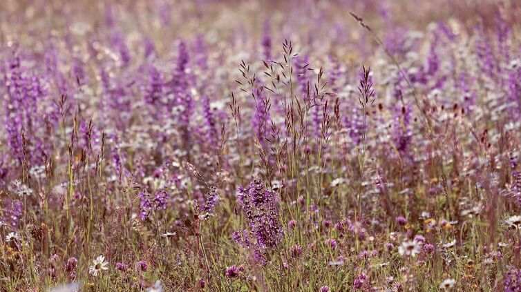 Salvia de los parásitos